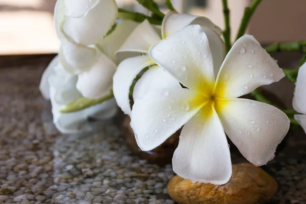 Bliska eautiful uroczy biały kwiat plumeria — Zdjęcie stockowe