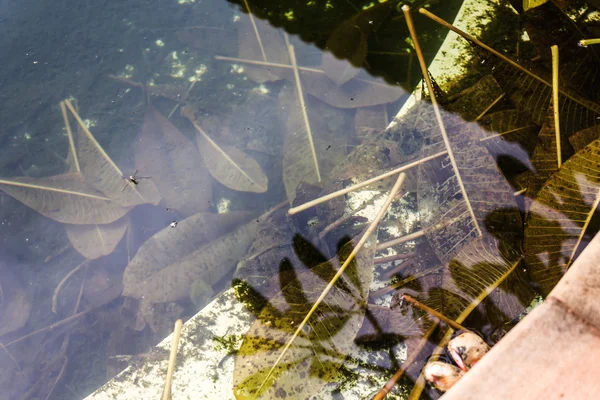 Opuštěný a nečisté bazén — Stock fotografie