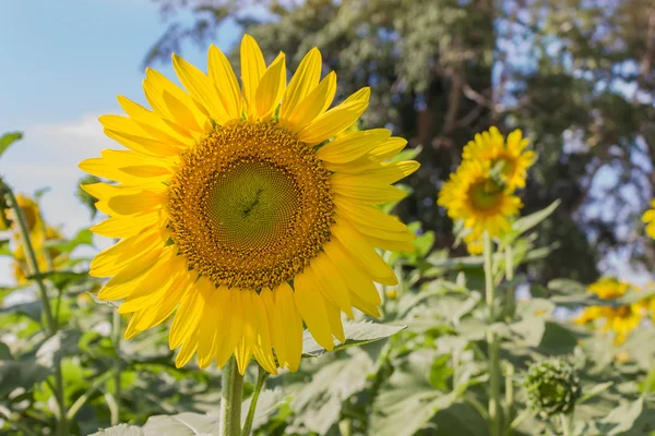 Schöne große Sonnenblume auf dem Feld — Stockfoto