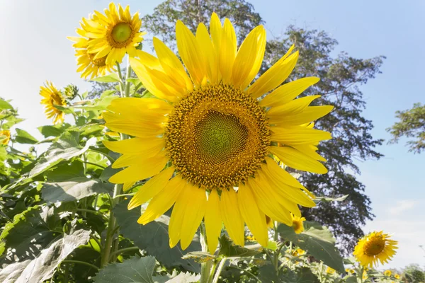 Schöne große Sonnenblume auf dem Feld — Stockfoto