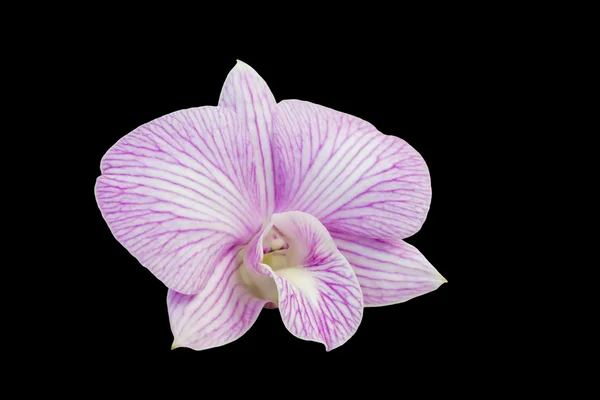 Isolate with clipping path single orchid flower — Stock Photo, Image