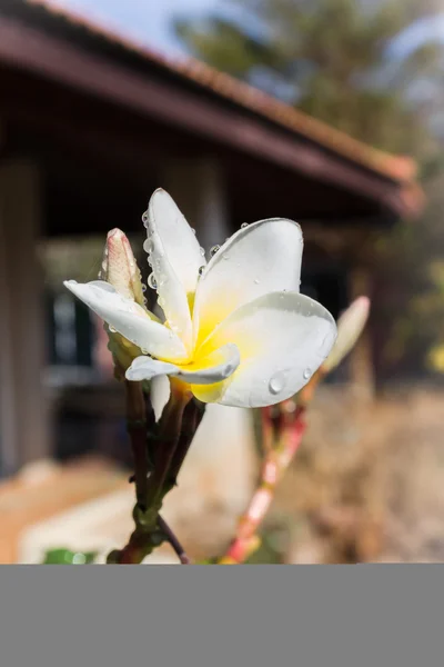 Belle fleur blanche avec goutte de rosée — Photo