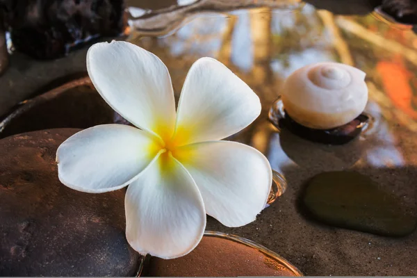 Zblízka krásné okouzlující vůní bílých květin plumeria s — Stock fotografie