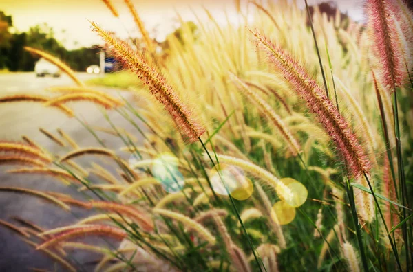 横にある草の花の柔らかい気分夕暮れ概念の背景、 — ストック写真