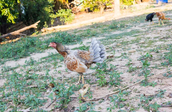 Kura i pisklę — Zdjęcie stockowe