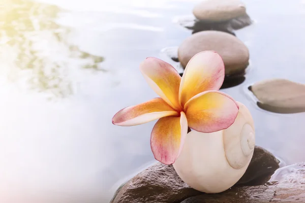 Krásné květinové plumeria nebo keře na vodě a kamenná rock — Stock fotografie