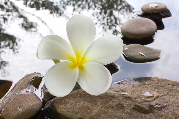 Belle fleur plumeria ou frangipani sur l'eau et le caillou — Photo