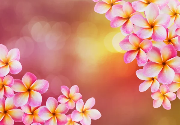 Flor rosa isolada frangipani ou plumeria bando em preto backg — Fotografia de Stock