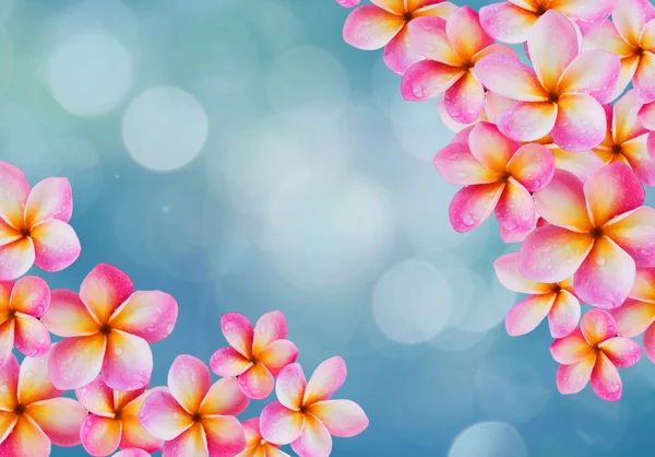 Flor rosa frangipani ou plumeria monte em azul bokeh backgroun — Fotografia de Stock