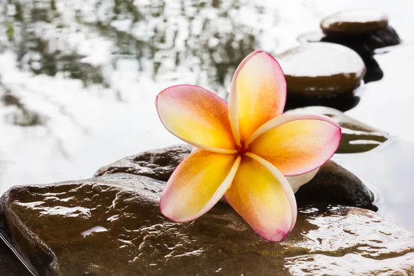 Krásné květinové plumeria nebo keře na vodě a kamenná rock — Stock fotografie