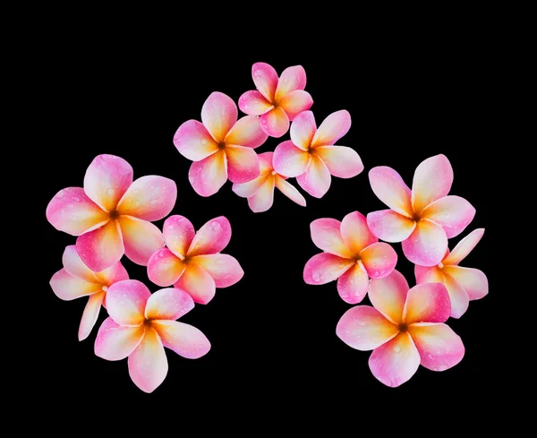 Flor rosa isolada frangipani ou plumeria bando em preto backg — Fotografia de Stock