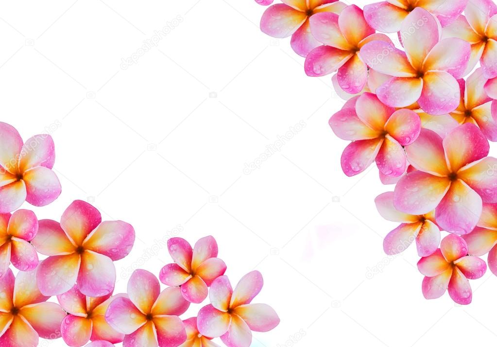 Isolated pink flower frangipani or plumeria bunch on white backg