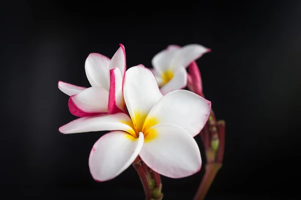 Izolowanie piękny plumeria uroczy biały kwiat — Zdjęcie stockowe