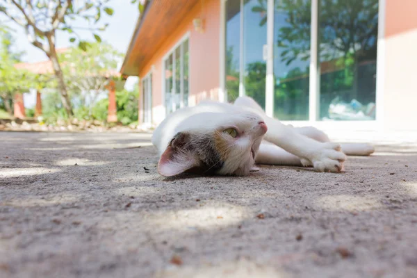 Śliczny biały kot położył się na posadzki cementowe — Zdjęcie stockowe