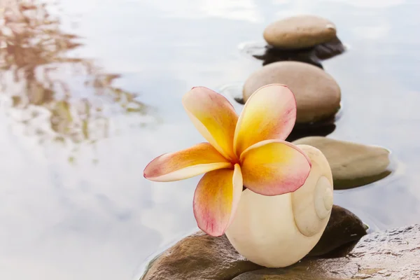 Krásné květinové plumeria nebo keře na vodě a kamenná rock — Stock fotografie