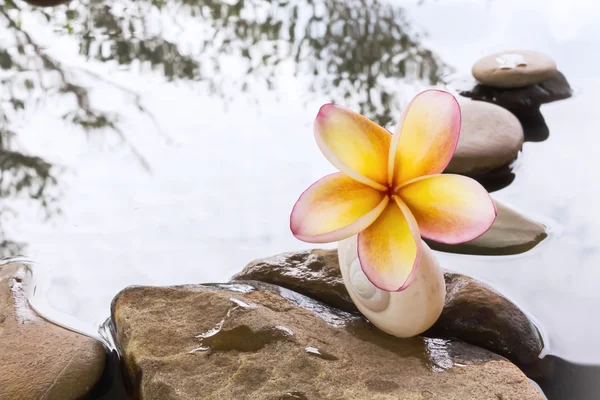 Krásné květinové plumeria nebo keře na vodě a kamenná rock — Stock fotografie