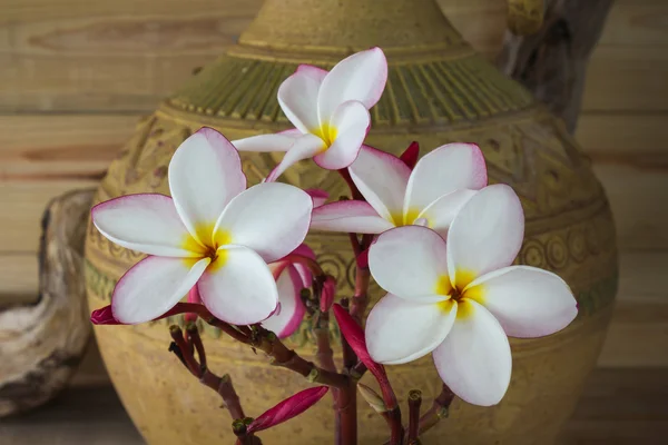 Rosa och vita blomma frangipani gäng med gamla bränd lera vas — Stockfoto