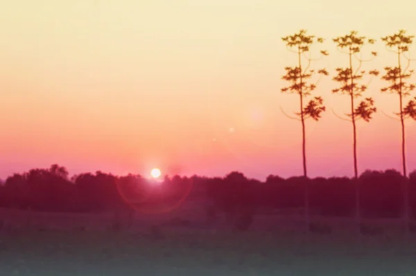 Sonnenuntergang auf Buschbaum Schatten in der Dämmerung Natur Hintergrund — Stockfoto