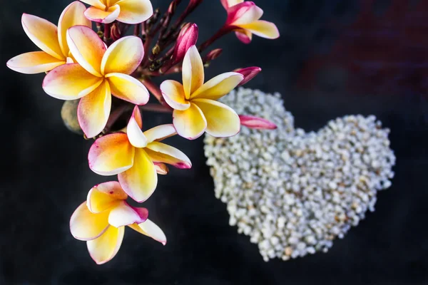 Schöner Frangipani-Blumenstrauß auf dunklem Hintergrund und verschwommen — Stockfoto