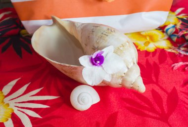 Yaz plaj ile deniz kabuklu deniz hayvanı kabuğu üzerinde Menekşe beyaz orkide çiçek 