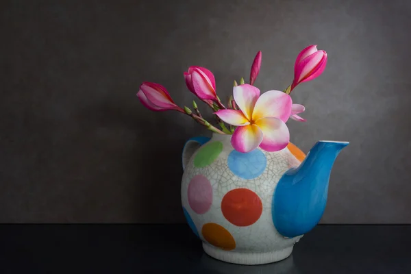 Still life Lovely plumeria flower in colourful tea pot — Stock Photo, Image