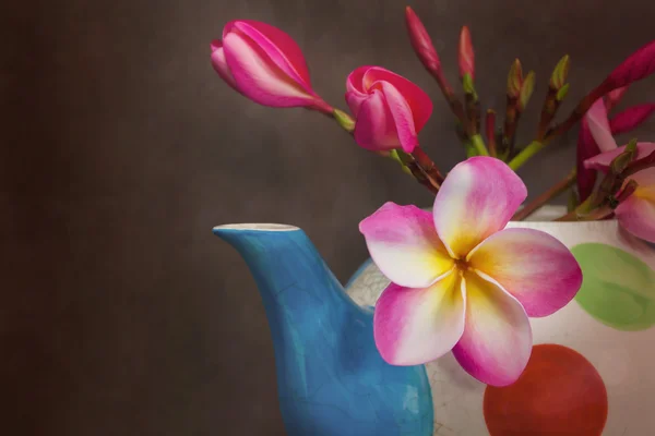 Schöne Blume plumeria oder Frangipani in Teekanne — Stockfoto