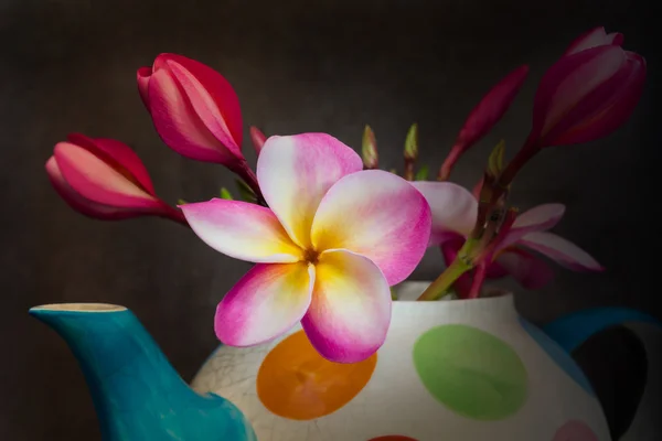 Beautiful flower plumeria or frangipani in teapot — Stock Photo, Image