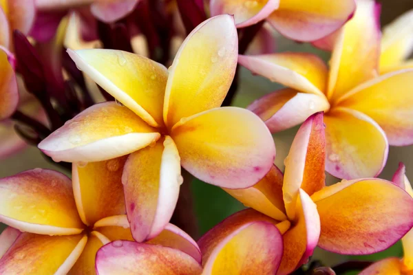 Güzel sarı turuncu ve pembe çiçek plumeria veya frangipani b — Stok fotoğraf