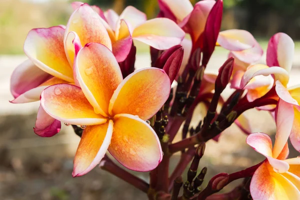 Güzel sarı turuncu ve pembe çiçek plumeria veya frangipani b — Stok fotoğraf