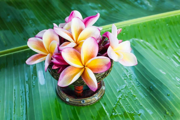 Schöne Blüte plumeria oder frangipani auf grünem Bananenblatt — Stockfoto