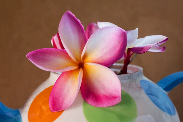 Прекрасна квітка сливи в барвистому чайному горщику — стокове фото