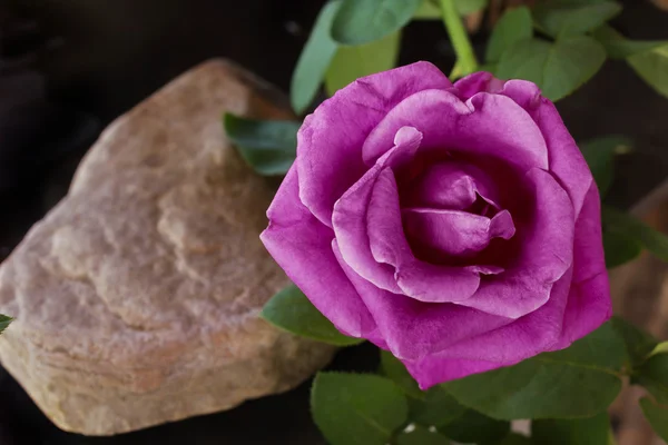 Rosa perla violeta flor con roca sobre fondo oscuro — Foto de Stock