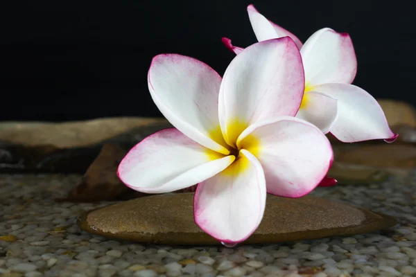 Piumeria di fiori rosa o frangipani su acqua e ciottoli — Foto Stock