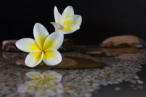 Plumeria ou frangipani sobre água e pedra de seixo — Fotografia de Stock