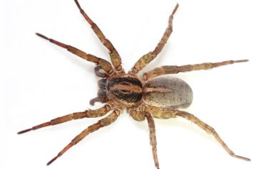 dişi Trochosa ruricola (kırsal kurt örümceği) mutasyona bağlı olarak tek bir arka orta göz olmadan