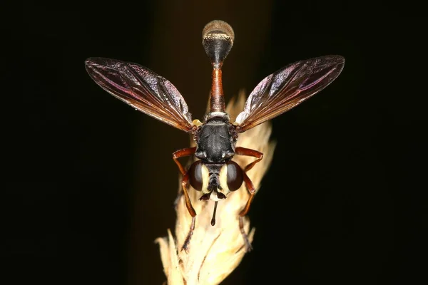 Die Frontansicht Einer Fliege Der Art Physocephala Rufipes Auf Einem — Stockfoto