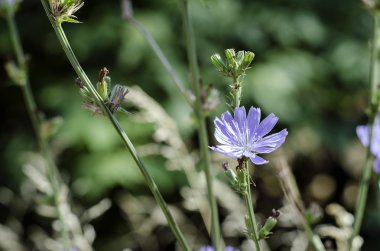 Cichorium