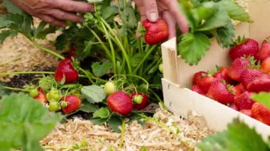 Çilek hasat. Yakın çekim