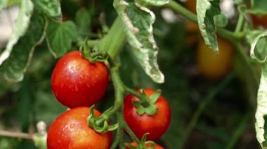 Büyüyen domates yakın çekim