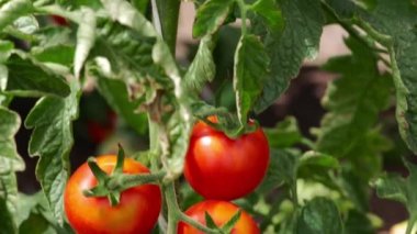 Bush sera içinde büyüyen domates