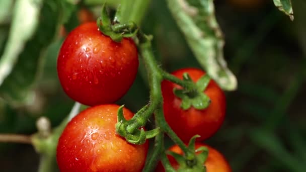 Crescer tomates de perto — Vídeo de Stock