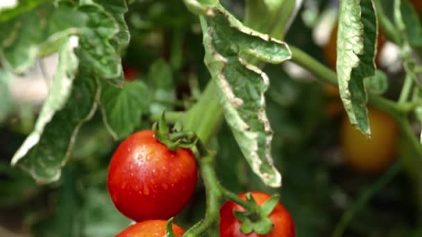 Выращивание помидоров вблизи — стоковое видео