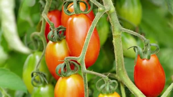 トマトを育てるをクローズ アップ — ストック動画