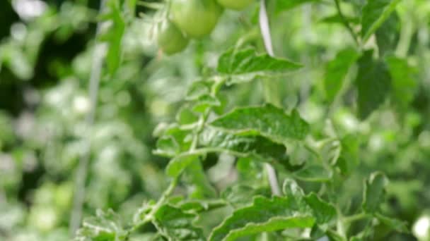 Tomaten groeien op een struik in de kas — Stockvideo