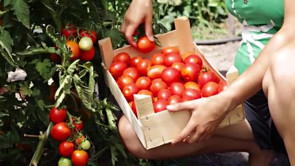 Agricultor recogiendo tomates maduros de arbusto — Vídeo de stock