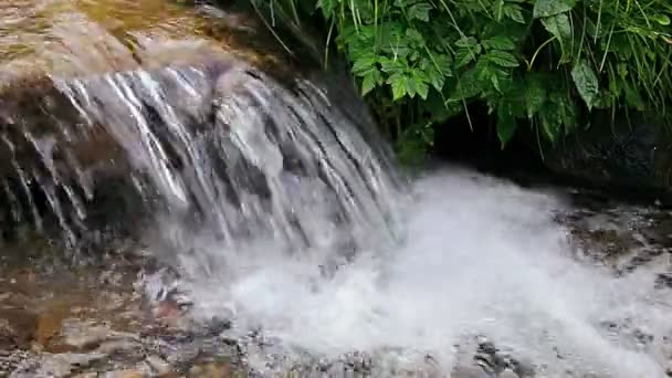 Arroyo forestal que corre sobre rocas — Vídeo de stock