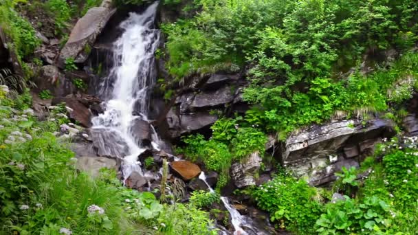 Bergwasserfall im grünen Wald — Stockvideo