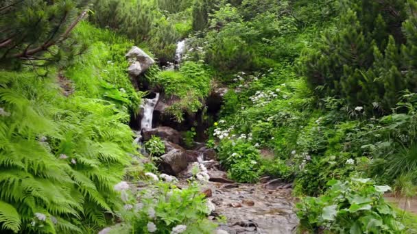 Arroyo forestal que corre sobre rocas — Vídeo de stock