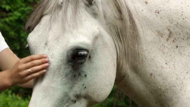 Menina com cavalo branco — Vídeo de Stock