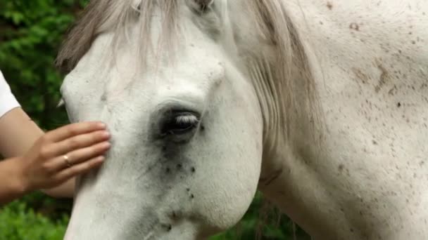 Girl with white horse — Stock Video